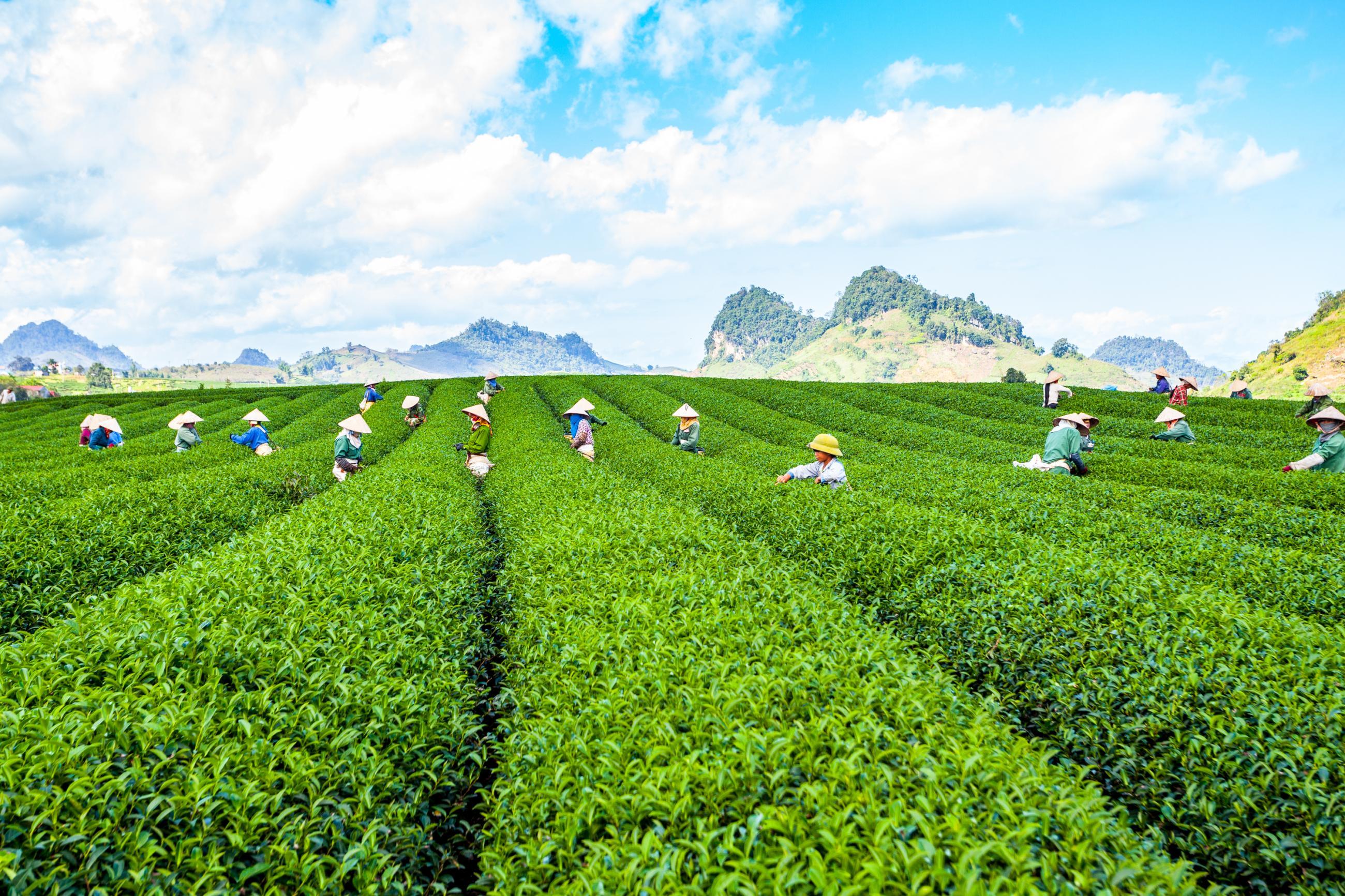 Photo credit: Shutterstock/Tony Duy