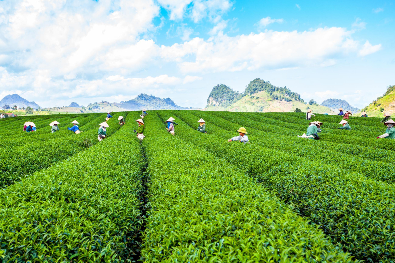 Photo credit: Shutterstock/Tony Duy
